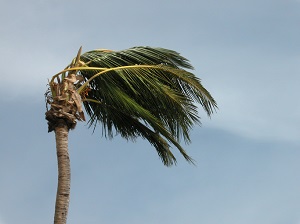 palm tree in a storm